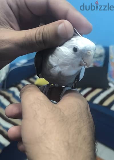 عصفور كوكتيل وايت فيس فرنساوي