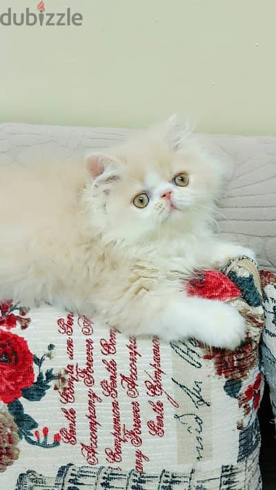 بسم لله للبيع بنوته بيرشين