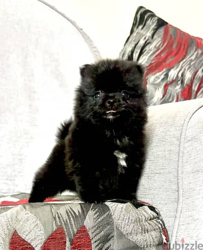 Pomeranian . .  بومرينيان