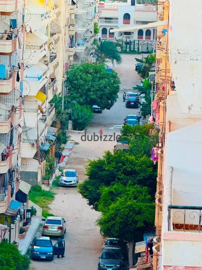شقه للبيع بالإسكندرية العجمي شطي النخيل ٦اكتوبر الكيلو٢١ اسكندرية مطروح