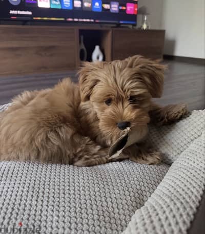 01207065572 - havanese puppies هفانيز