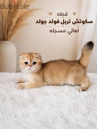 قطة سكوتش تربل فولد أنثى top quality أصول مسجلة Scottish Fold