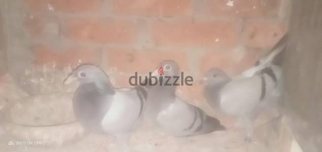 3 زغليل رميات للنش بصحه جيده