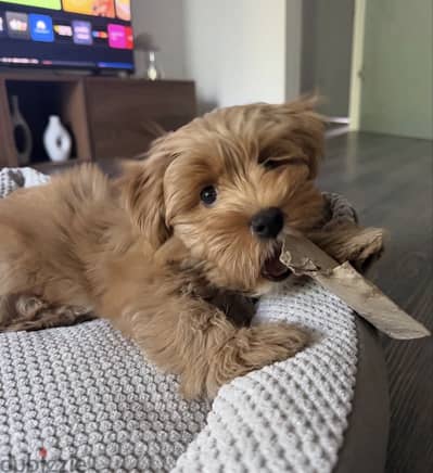 01207065572 - havanese هفانيز
