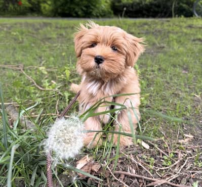 01207065572 havanese هفانيز