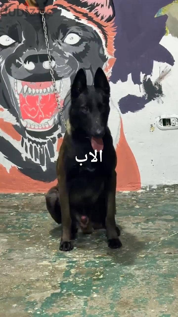 اجمل بنوتة مالينوا دارك 1