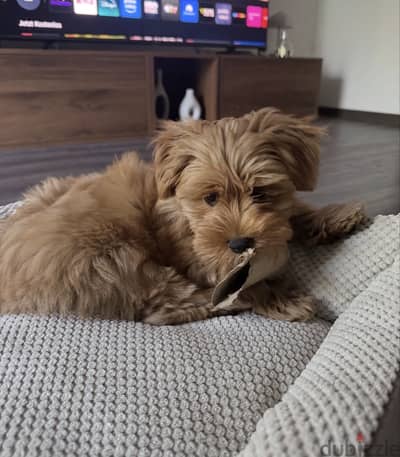 01207065572    —     Havanese هفانيز
