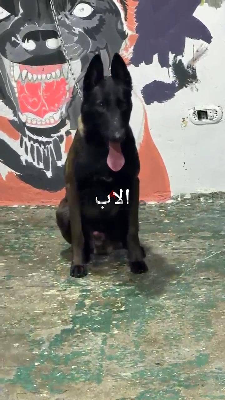 مالينو 2