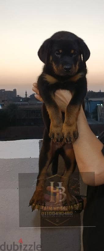 متاحه ثلاث بنات