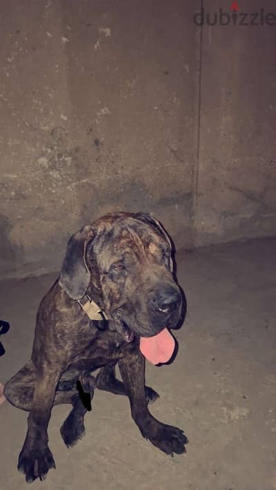 presa canario 2 years old dog