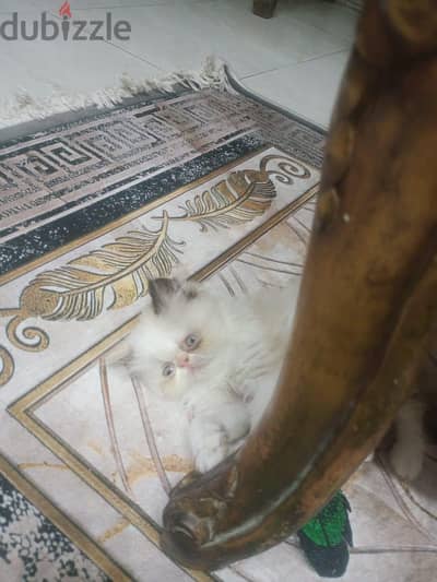 للبيع