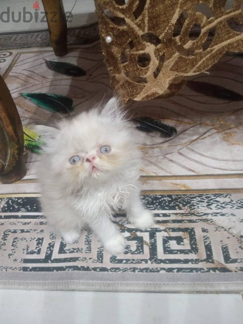 للبيع 1