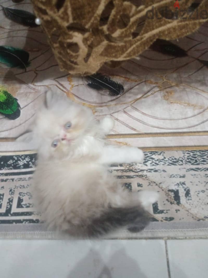للبيع 2