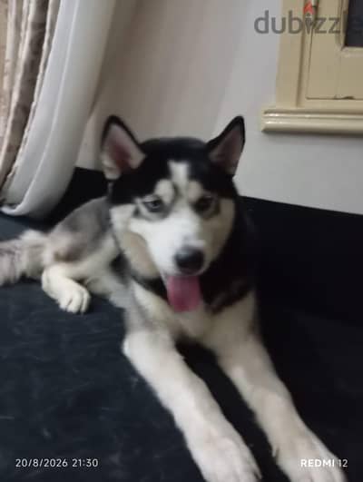 هاسكي ذكر للبيع – 7 شهور – عيون زرقاء  Husky
