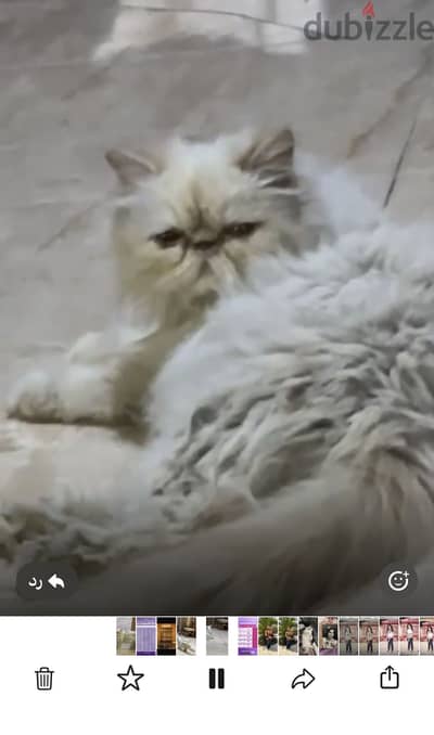 قطه لقطه