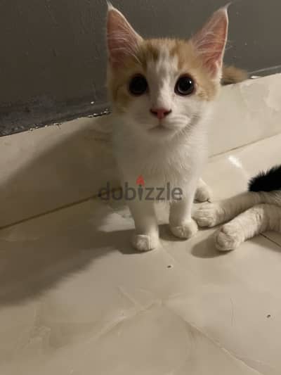 قطط تبنى
