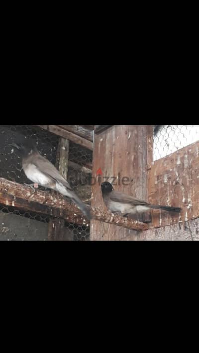 بلابل مغرده