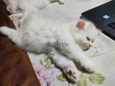 قطط هيمالايا