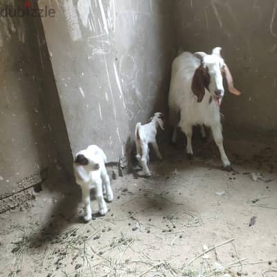 واحده وراها ٢  عمر ١٠ ايام  وواحده وراهاا  واحد ١٠ ايام  وواحده مهاها