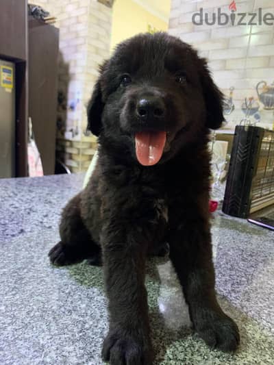 جراوي جيرمن شيبرد بيور German Shepherd Long hair