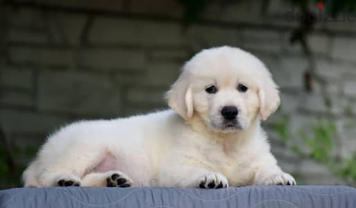 Imported white golden retriever Imported white golden retriever