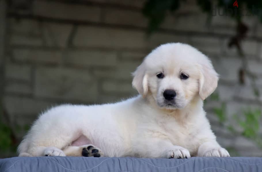Imported white golden retriever 1