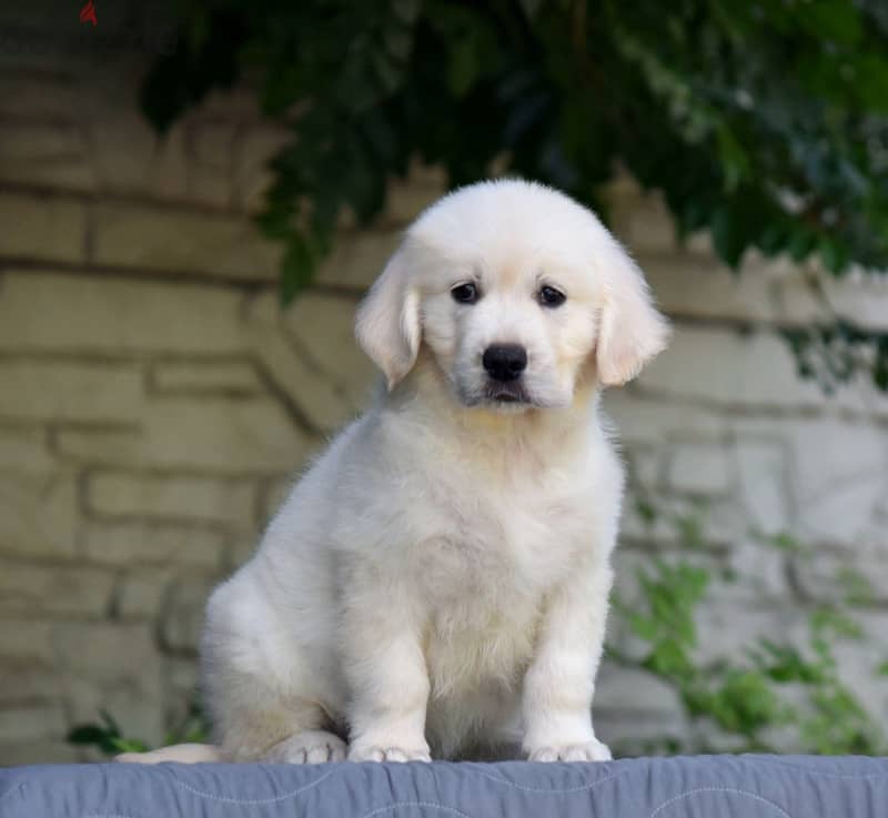 Imported white golden retriever 2