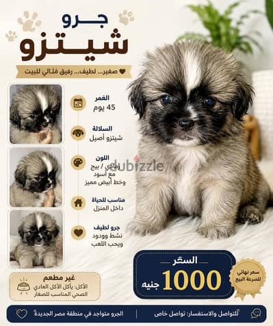 كلاب للبيع