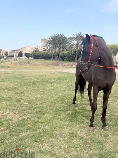 فرسه للفروسية