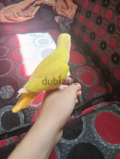 طيور الحب
