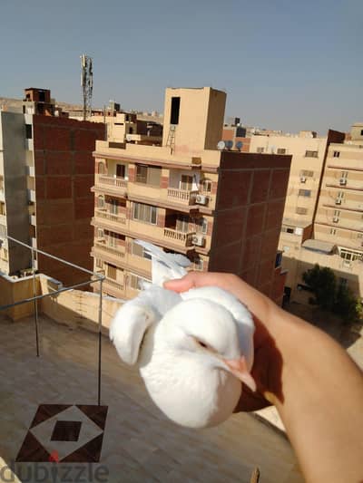 زغلوله لاحم لسه بتصاصي
