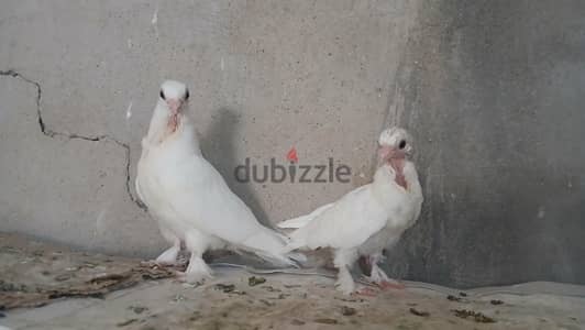 زغاليل للبيع