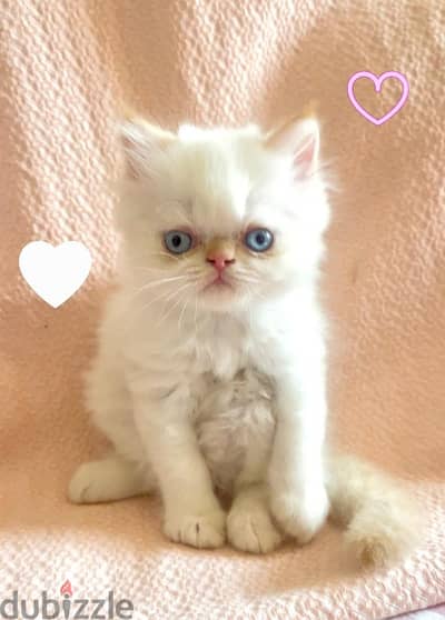 قط عمره شهرين بيرشن زرار Persian Cat   Peke-Face  عيون زرقاء ذكر جميل