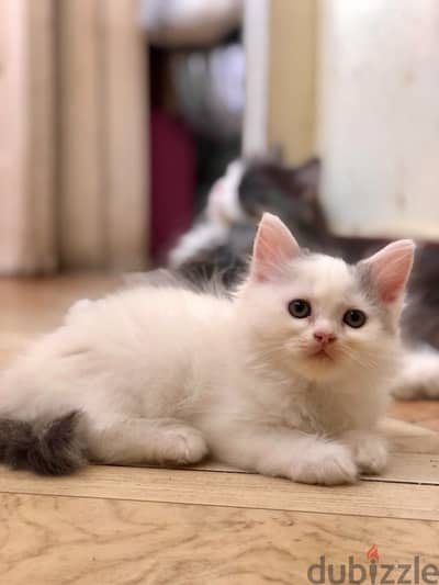 Shirazi Kitten Female - قطة شيرازي بنت