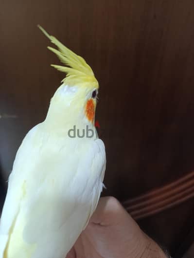 كوكتيل لاتينى