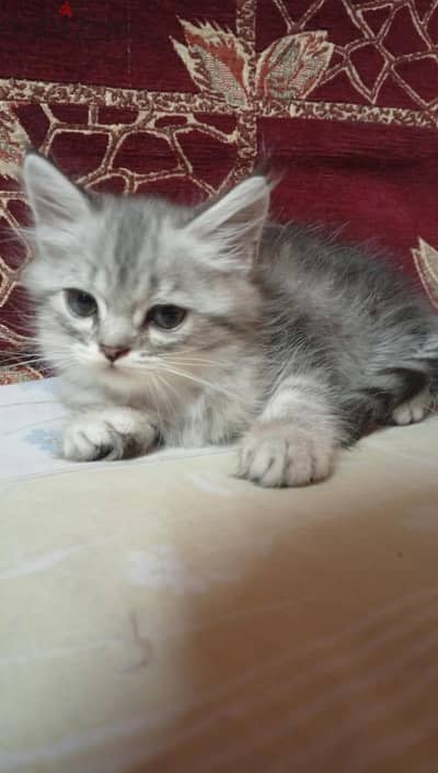 قط شرازي