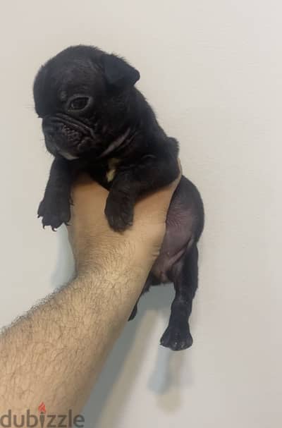 Female puppy