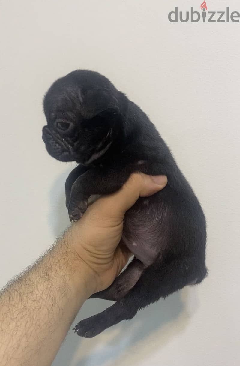 Female puppy 1