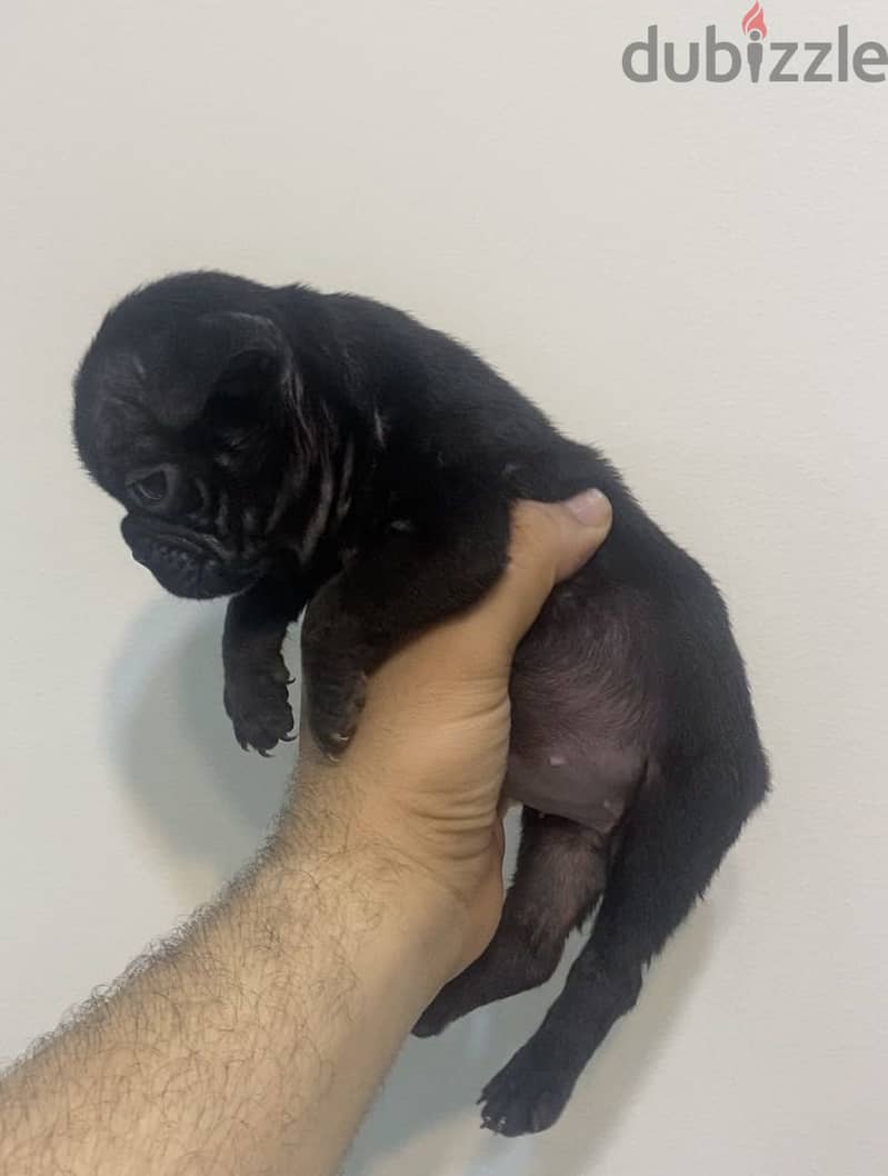 Female puppy 2