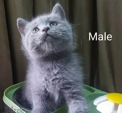 British and Scottish kittens قطط بريتش واسكوتش