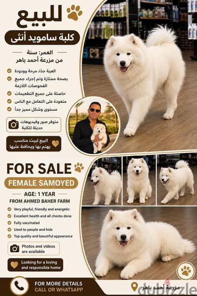 Samoyed dog for sale