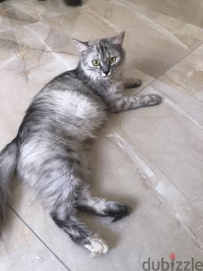 قطه للبيع