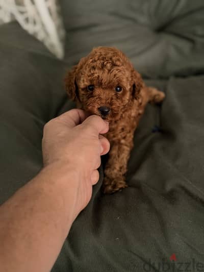 Toypoodle poodle toy poodle بودل