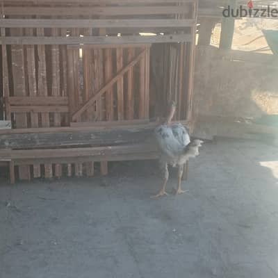 فراخ فيتنامي وفراخ حجازى عمر ٣ شهور