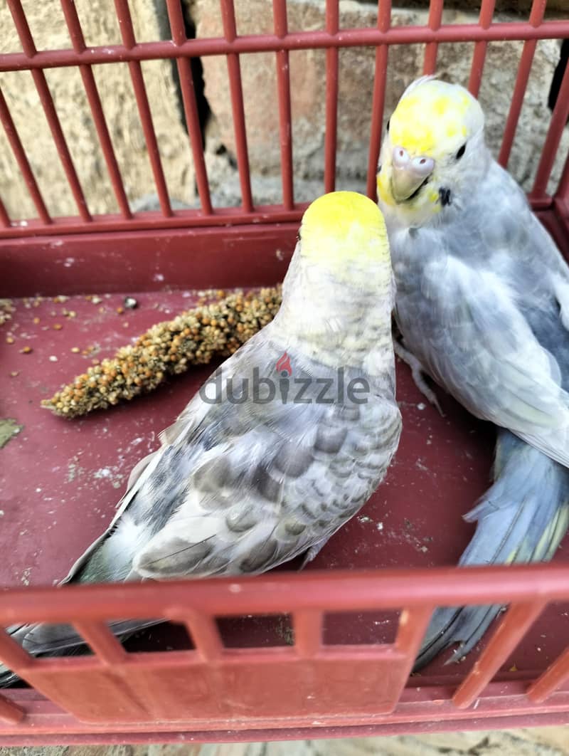 رينبو 3