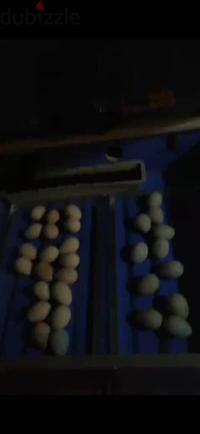 فقاسة بيض أوتوماتيك