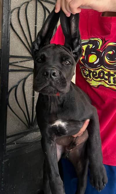 male and female cane corso 65 days