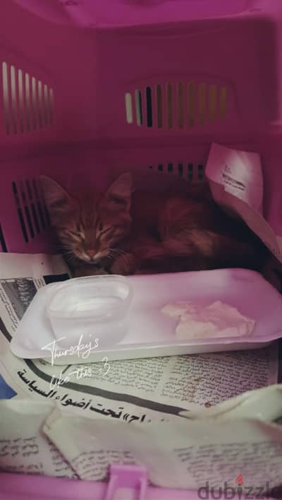 adoption - تبني