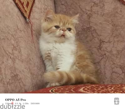 دكر ونتايه للبيع