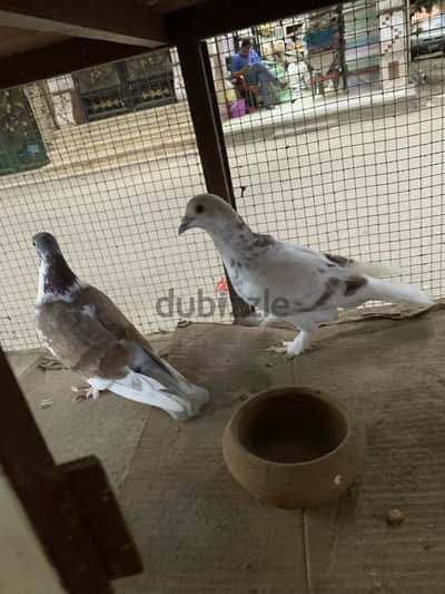 حمام بلدي
